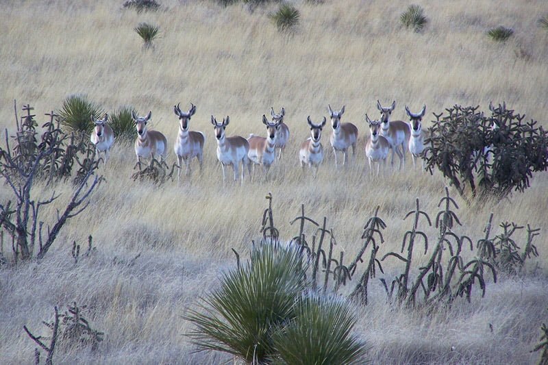 New Mexico Hunting