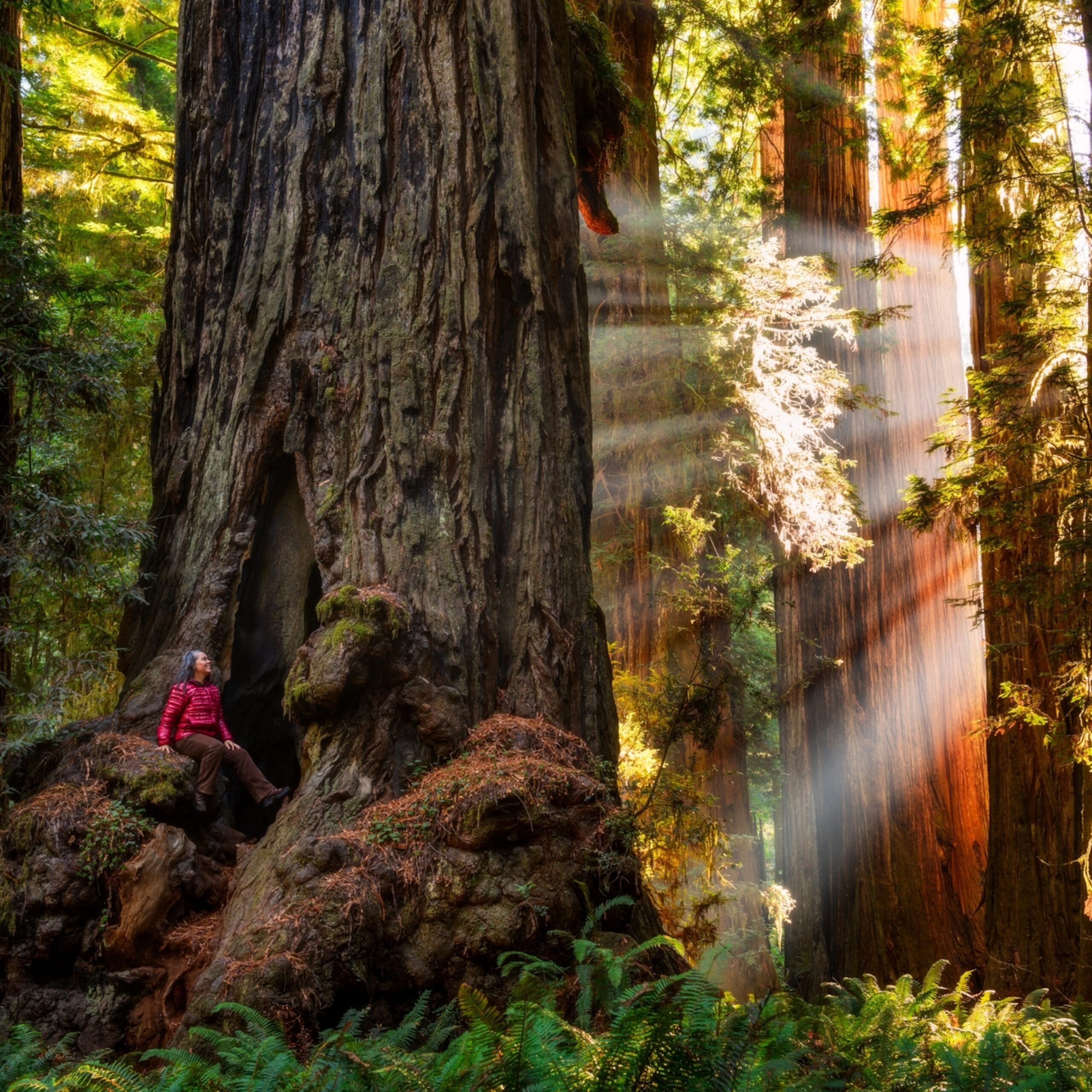 Redwood National Park Scaled