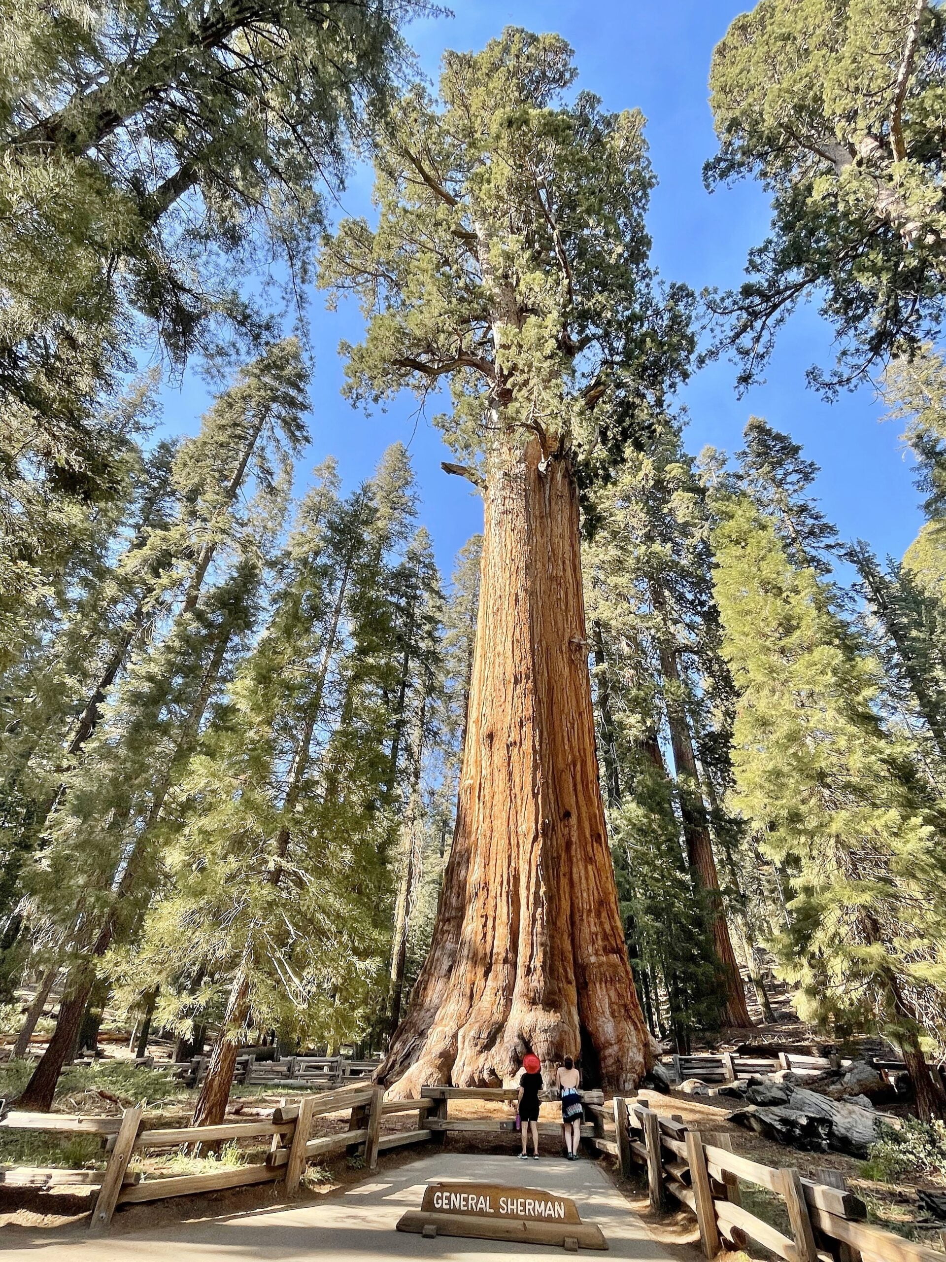 Sequoia National Park Scaled