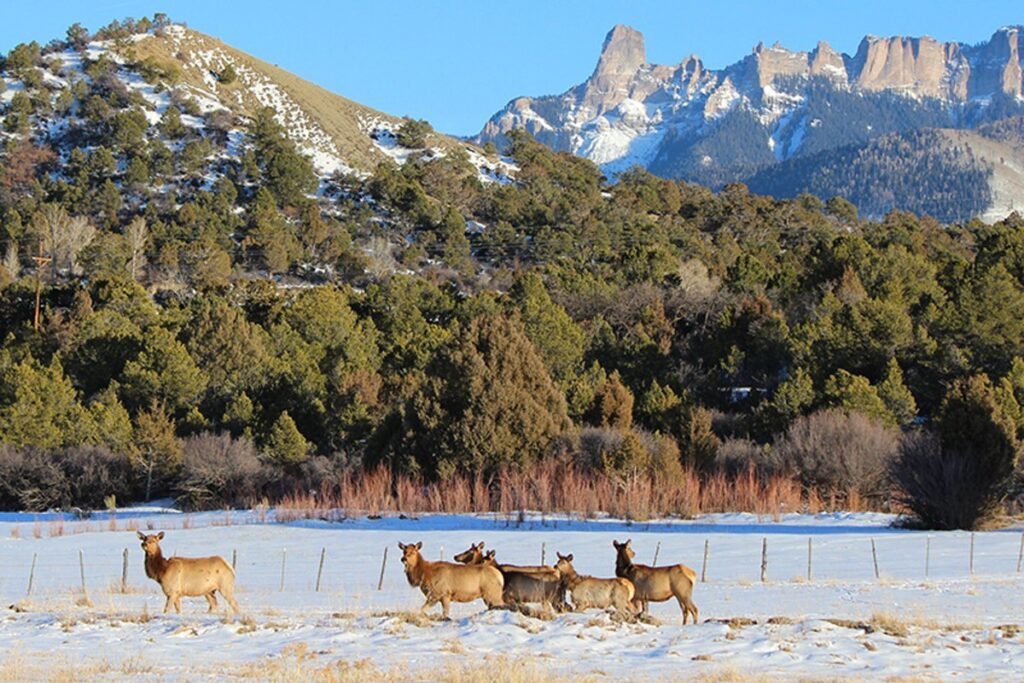 Colorado Hunting