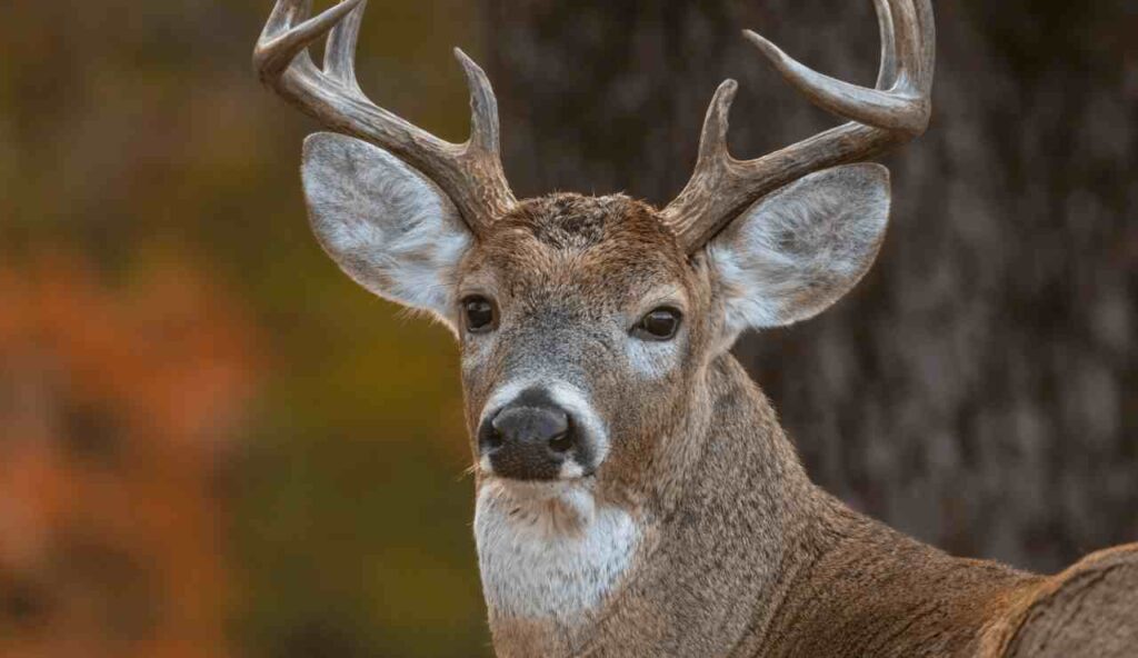 Delaware Hunting