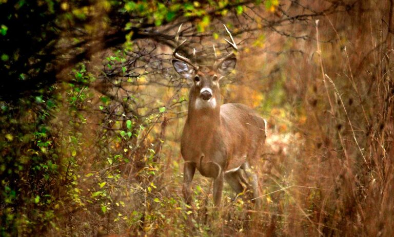 Indiana Hunting