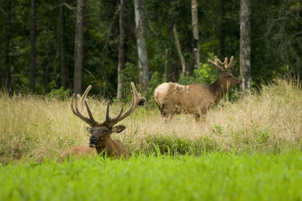 Arkansas Hunting