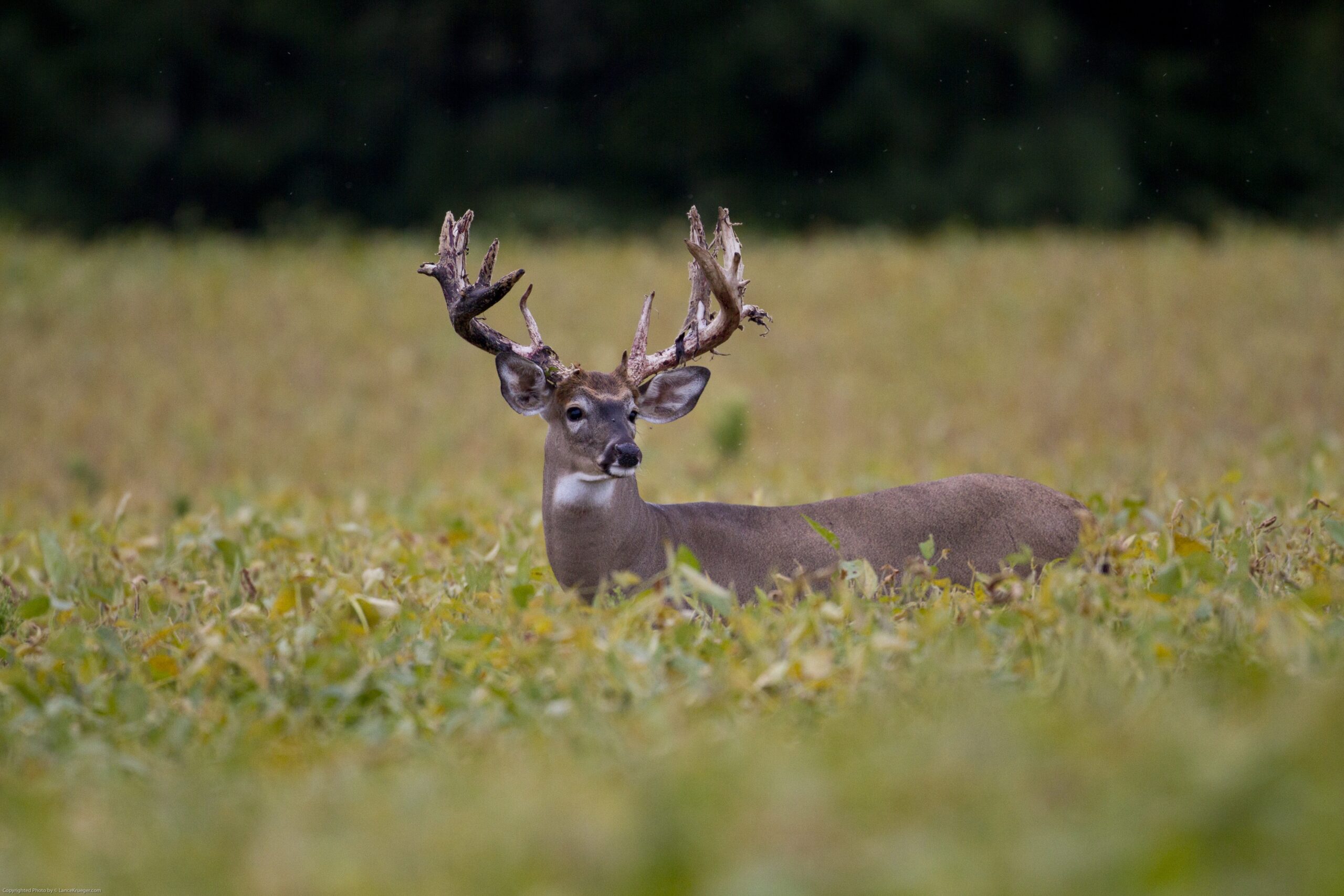 Ohio Hunting Scaled